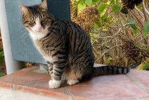 Avviso scomparsa Gatto  Femmina , 4 anni Sare Francia