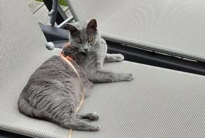 Avviso scomparsa Gatto Femmina , 2 anni Merlimont Francia