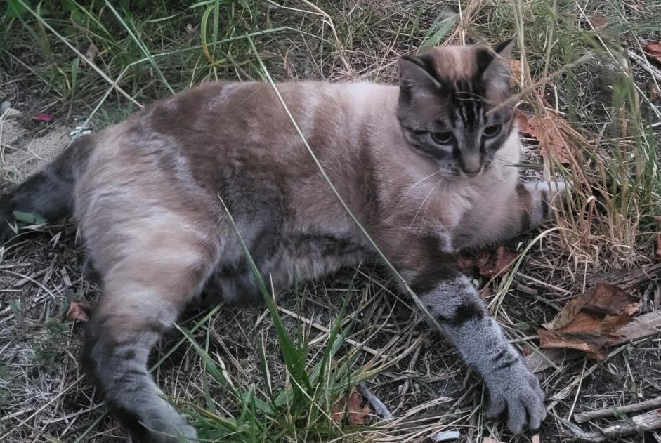 Avviso scomparsa Gatto  Femmina , 7 anni Tréjouls Francia