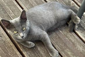Avviso Ritrovamento Gatto Maschio Rochefort Francia