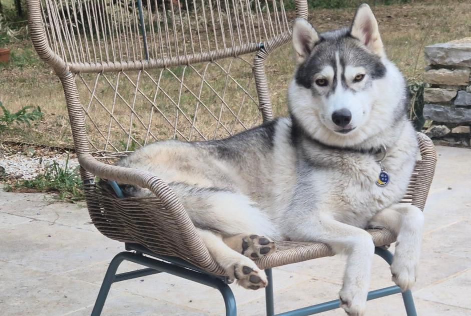 Avviso scomparsa Cane  Femmina , 1 anni Saint-Martin-Labouval Francia