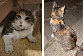 Avviso Ritrovamento Gatto Non conosciuta Talence Francia