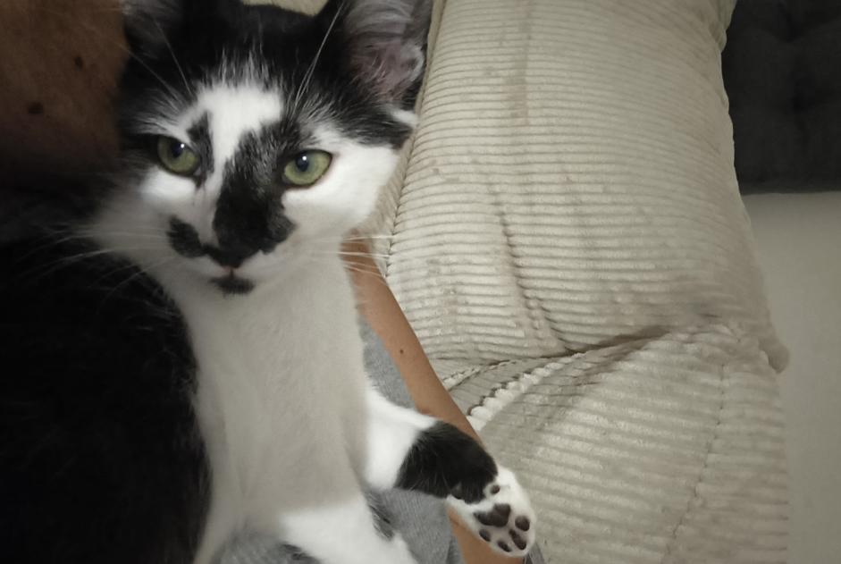 Avviso scomparsa Gatto Maschio , 0 anni Peillac Francia