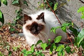 Avviso Ritrovamento Gatto incrocio di razze Non conosciuta Plouider Francia