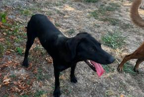 Avviso Ritrovamento Cane Maschio Bouliac Francia