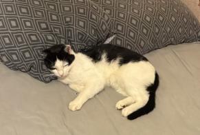 Avviso scomparsa Gatto Maschio , 3 anni Saint-Julien-l'Ars Francia