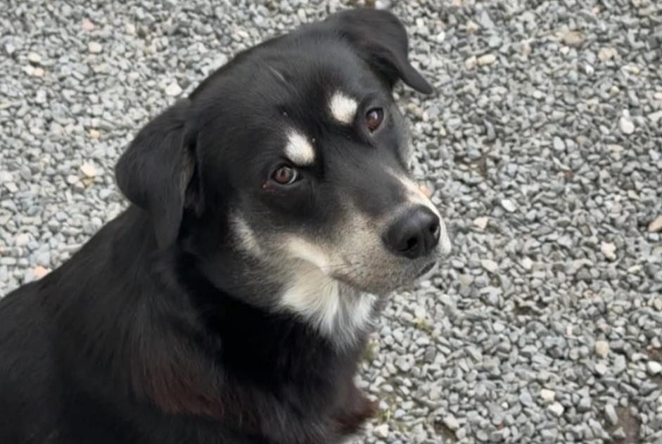 Avviso scomparsa Cane Maschio , 1 anni Saint-Waast Francia