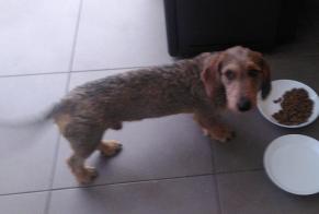 Avviso Ritrovamento Cane Maschio Iffendic Francia