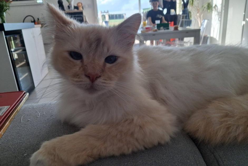 Avviso scomparsa Gatto  Maschio , 7 anni Saint-Amand-Longpré Francia