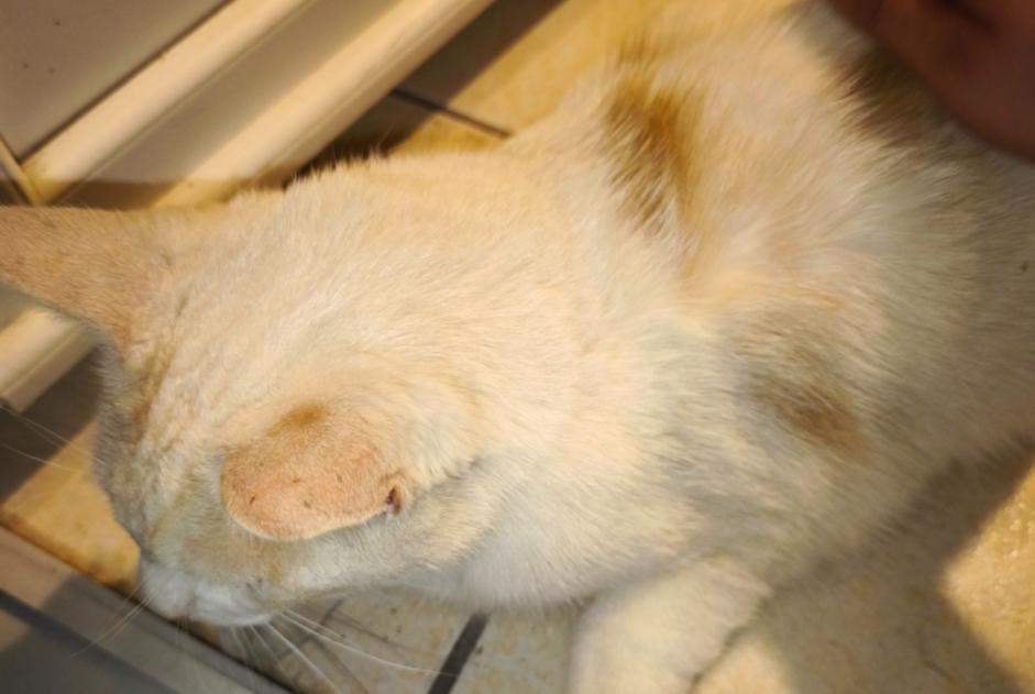 Avviso Ritrovamento Gatto incrocio di razze Femmina Montluçon Francia