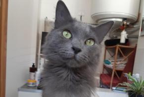 Avviso scomparsa Gatto  Femmina , 6 anni Alès Francia