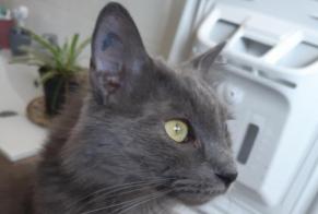 Avviso scomparsa Gatto  Femmina , 6 anni Alès Francia