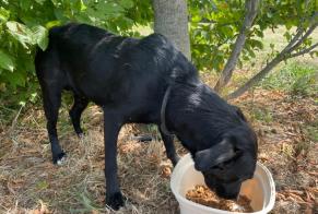 Avviso Ritrovamento Cane incrocio di razze Femmina , 1 anno Fongrave Francia