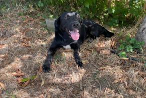 Avviso Ritrovamento Cane incrocio di razze Femmina , 1 anno Fongrave Francia
