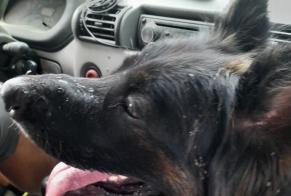 Avviso Ritrovamento Cane  Femmina Aucamville Francia