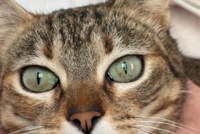 Avviso scomparsa Gatto  Femmina , 1 anni Saint-Jean-de-Luz Francia