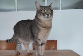 Avviso scomparsa Gatto  Femmina , 2 anni Lagnieu Francia