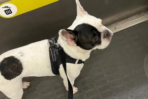 Avviso scomparsa Cane  Maschio , 10 anni Gourin Francia