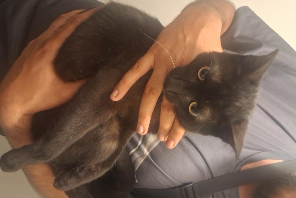 Avviso Ritrovamento Gatto Non conosciuta , 1 anno Lyon Francia