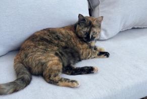 Avviso scomparsa Gatto Femmina , 3 anni Saint-Priest Francia