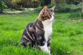 Avviso scomparsa Gatto incrocio di razze Maschio , 5 anni Le Tremblay-sur-Mauldre Francia