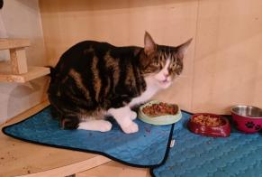Avviso scomparsa Gatto incrocio di razze Maschio , 5 anni Le Tremblay-sur-Mauldre Francia