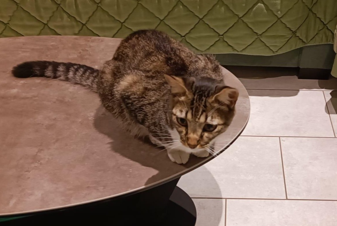 Avviso scomparsa Gatto  Maschio , 1 anni Chambery Francia