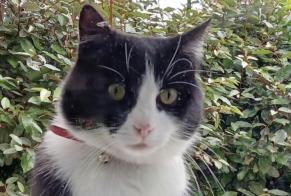 Avviso scomparsa Gatto incrocio di razze Maschio , 6 anni Villefranche-sur-Saône Francia