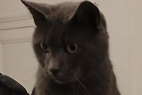 Avviso scomparsa Gatto  Maschio , 7 anni Saumur Francia