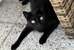 Avviso scomparsa Gatto  Maschio , 3 anni Vaujours Francia