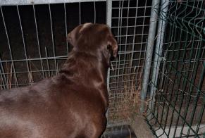 Avviso Ritrovamento Cane  Maschio Pluméliau-Bieuzy Francia