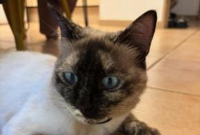 Avviso scomparsa Gatto Femmina , 2 anni Teyran Francia