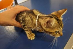 Avviso Ritrovamento Gatto incrocio di razze Femmina Arsac Francia