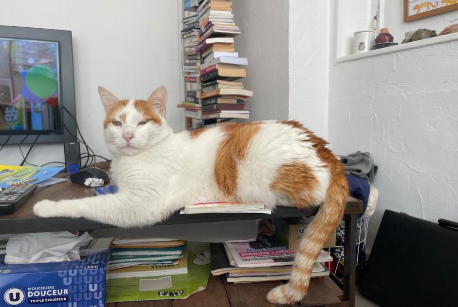 Avviso scomparsa Gatto incrocio di razze Maschio , 12 anni Marseille Francia