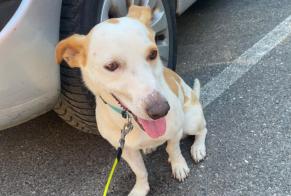 Avviso Ritrovamento Cane incrocio di razze Maschio Boé Francia