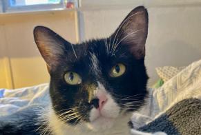 Avviso scomparsa Gatto incrocio di razze Maschio , 9 anni Toulouse Francia