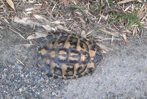 Avviso Ritrovamento Tartaruga Non conosciuta Montgaillard Francia
