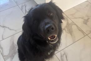 Avviso scomparsa Cane incrocio di razze Maschio , 5 anni Clérac Francia