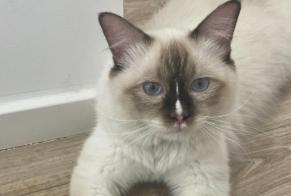Avviso Ritrovamento Gatto  Maschio , 1 anno Saint-Étienne Francia