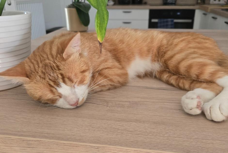 Avviso Ritrovamento Gatto Maschio Thiant Francia