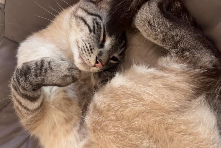 Avviso scomparsa Gatto incrocio di razze Maschio , 3 anni Montauban Francia