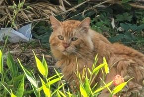 Avviso Ritrovamento Gatto Maschio Roques Francia