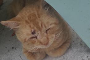 Avviso Ritrovamento Gatto Maschio Roques Francia