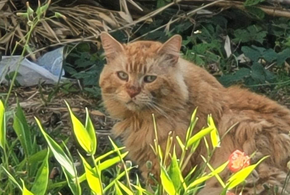 Avviso Ritrovamento Gatto Maschio Roques Francia