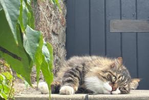 Avviso scomparsa Gatto  Maschio , 8 anni Combrit Francia
