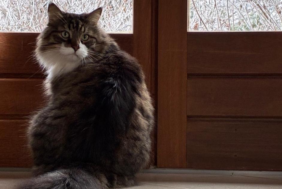 Avviso scomparsa Gatto  Maschio , 8 anni Combrit Francia