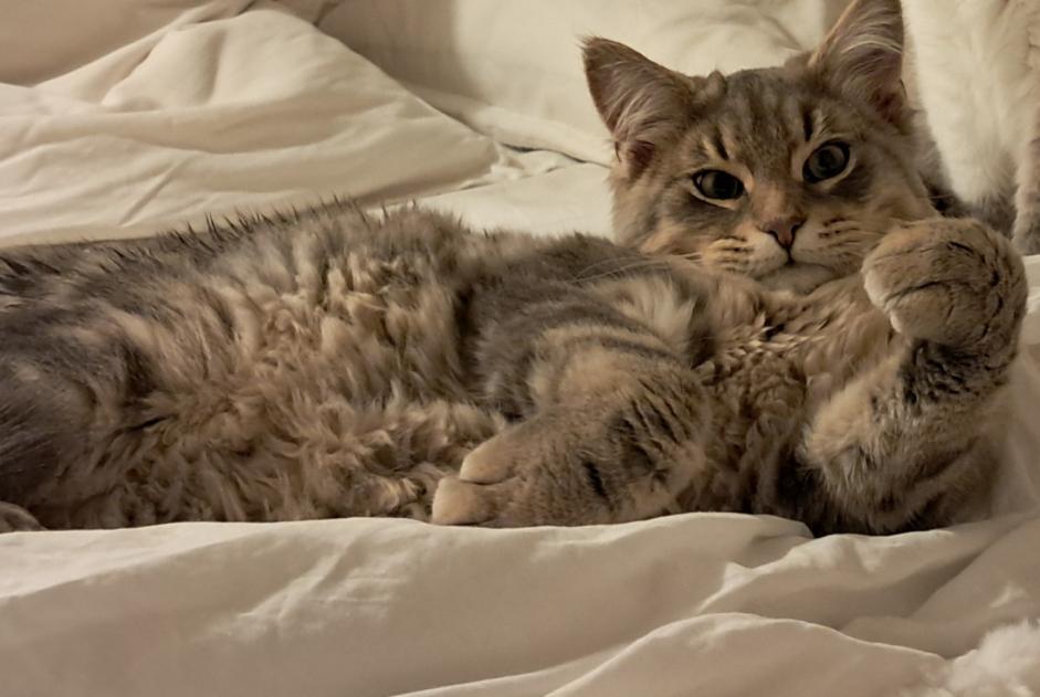 Avviso scomparsa Gatto  Maschio , 1 anni Marennes-Hiers-Brouage Francia