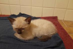 Avviso Ritrovamento Gatto  Non conosciuta Grenoble Francia