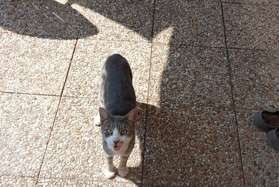 Avviso Ritrovamento Gatto Non conosciuta Le Perron Francia