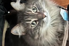 Avviso scomparsa Gatto incrocio di razze Maschio , 8 anni Cognac Francia